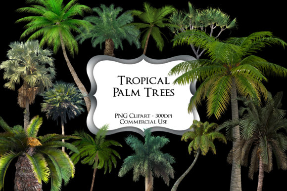 Download Tropical Palm Tree PNG Clipart Graphics - Premium Bundle